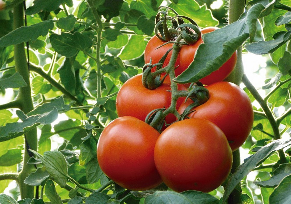 BIOWIN® INTEGRATED SOLUTIONS, la solución de Kenogard para los nuevos retos de la agricultura