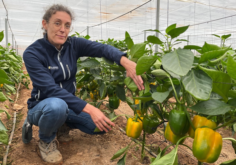 Tromba: resistencias y precocidad en el nuevo California amarillo de HM.CLAUSE