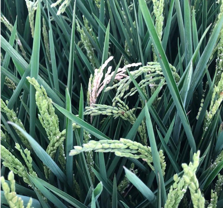 Cómo prevenir Pyricularia y Helminthosporium en el cultivo de arroz