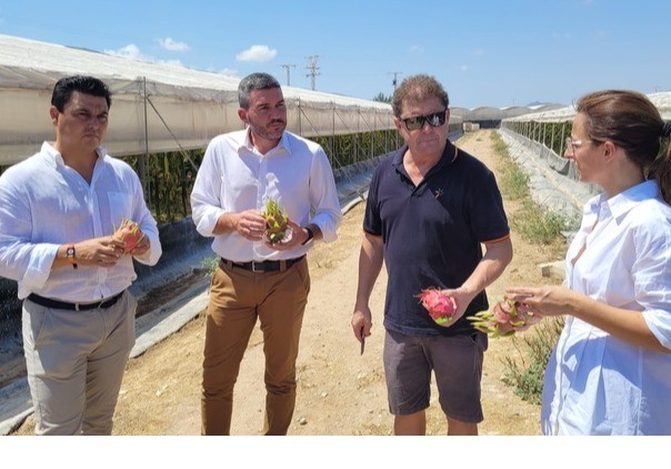 La producción de pitaya en la Región de Murcia creció hasta las 1.555 toneladas el pasado año
