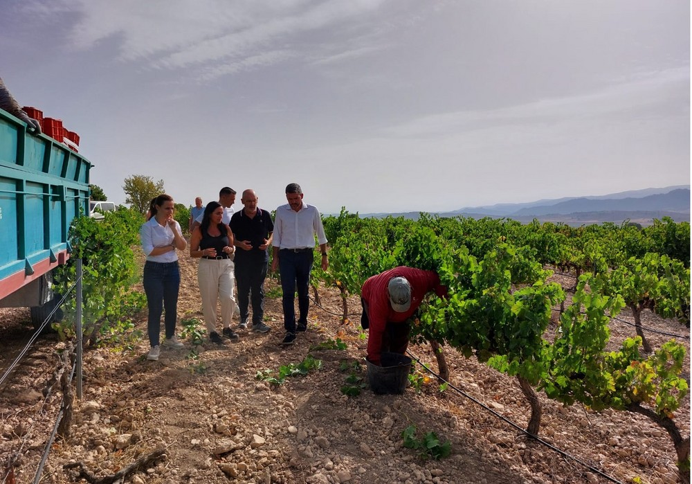  Comienza la vendimia en la Región de Murcia con el objetivo de alcanzar 80.000 toneladas de uva de excelente calidad