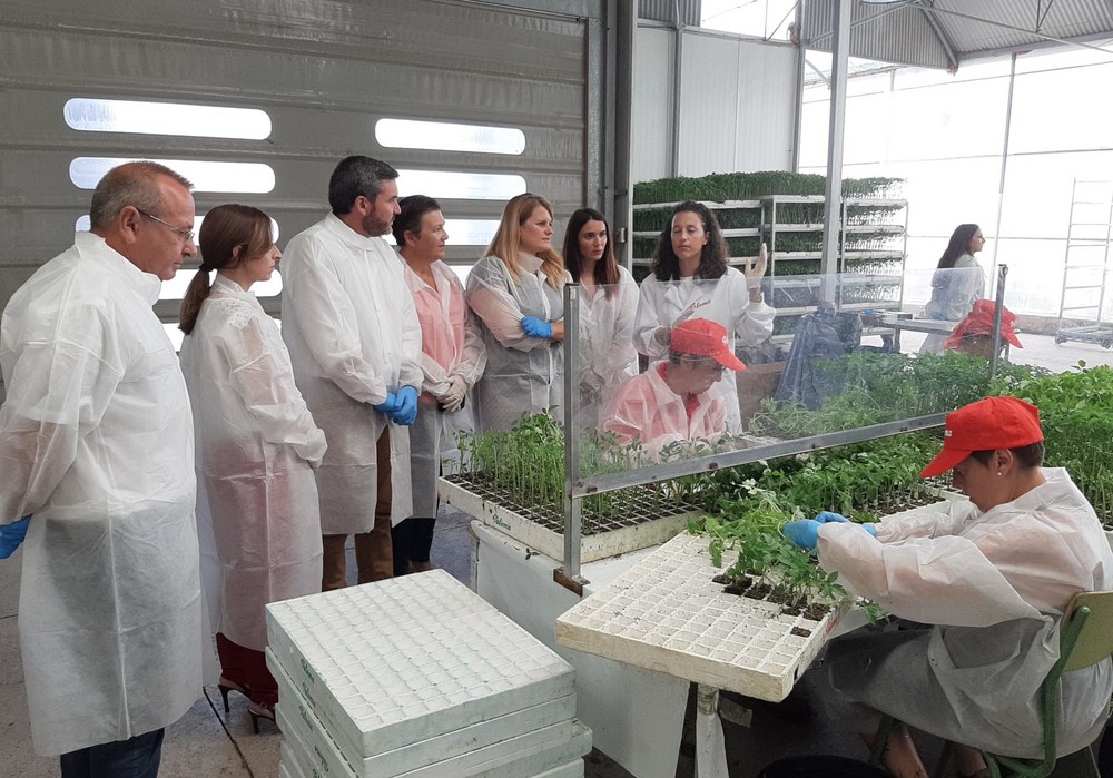 La Región produjo en 2021 más de 221.000 toneladas de tomate, el 13 por ciento del total nacional, y exportó 86.000 toneladas