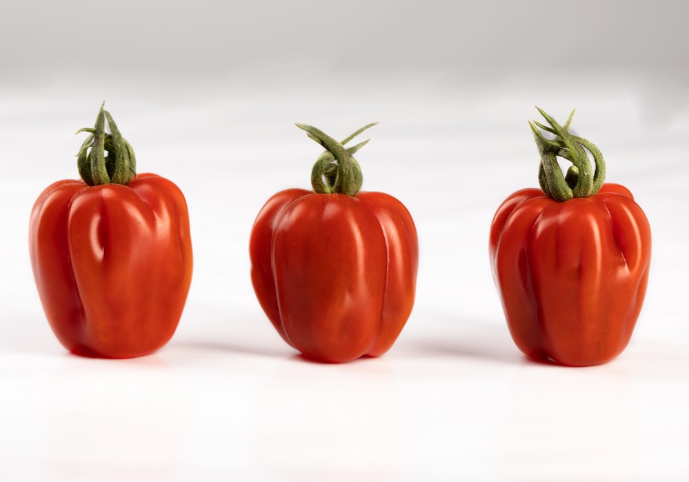 Semillas Fitó presentará en Fruit Attraction el tomate Wabi-Sabi y el melón Little Planet