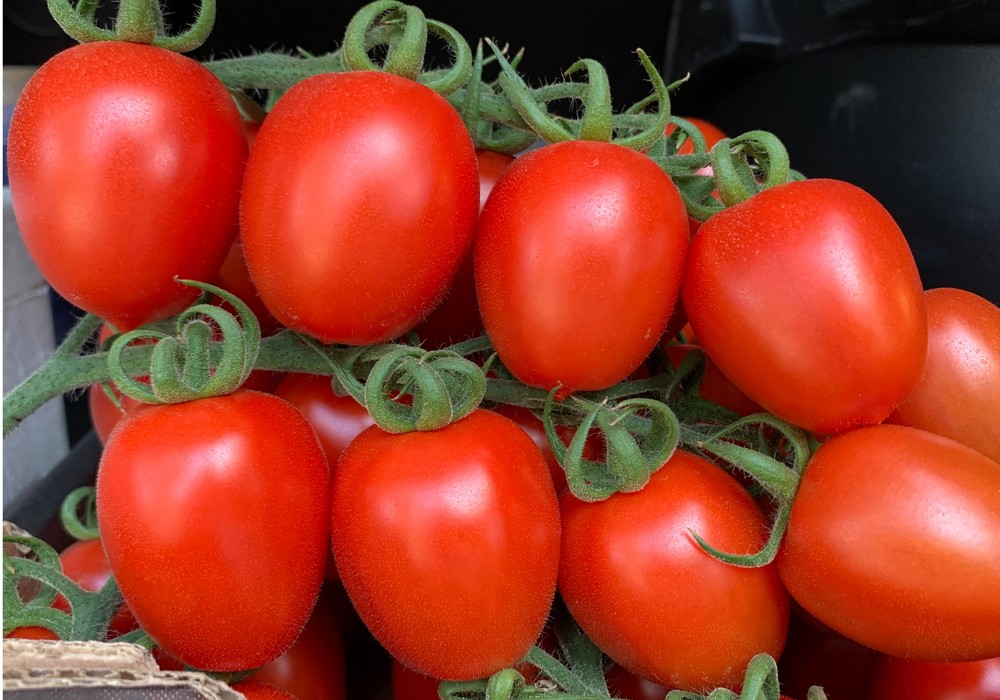 ISI Sementi, número 1 en tomate Midi Plum cocktail pera