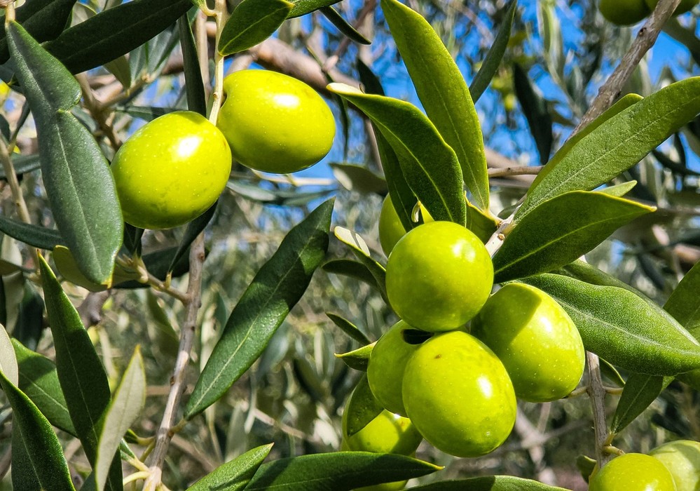 El Gobierno rebaja a 10 el número de peonadas necesarias para acceder a subsidio y renta agraria hasta junio de 2023