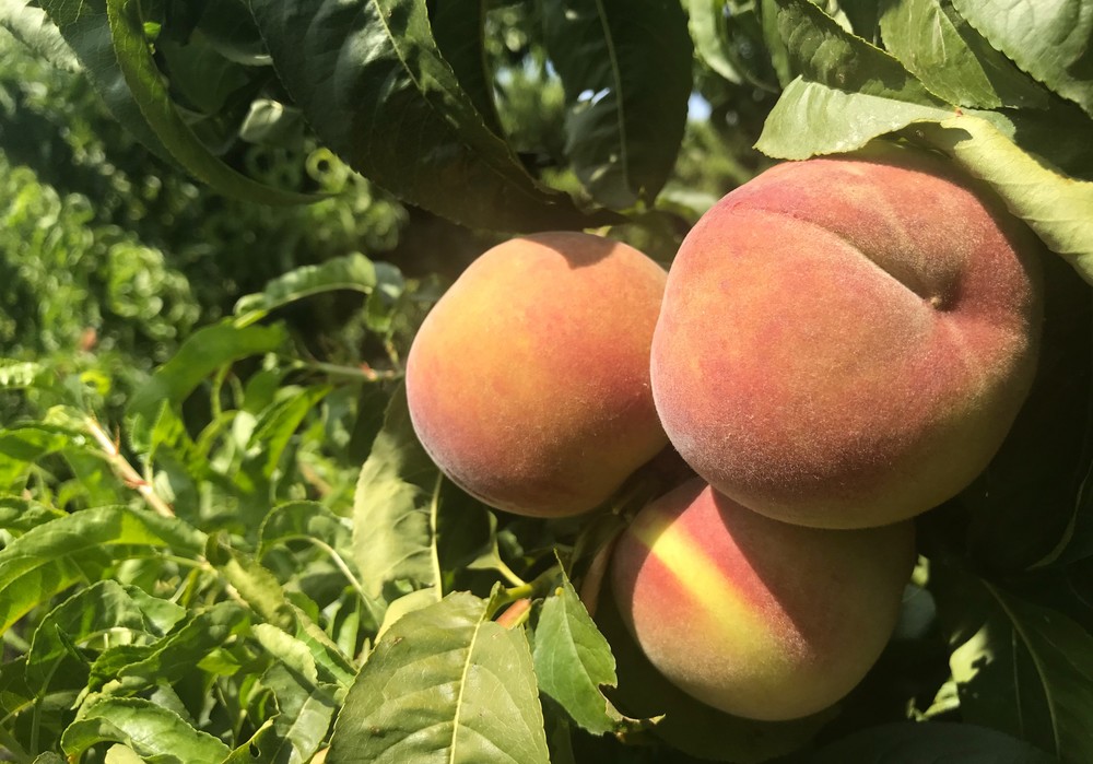 Estrategia Growing For The Future en la campaña 2022: Certis Belchim hacia la fruticultura del futuro