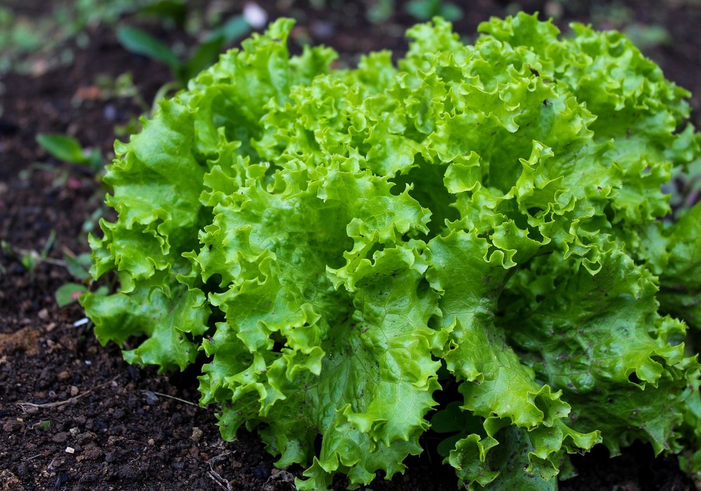 FMC lanza su App Arc™ farm intelligence para el control de plagas en brásicas y hortícolas de hojas