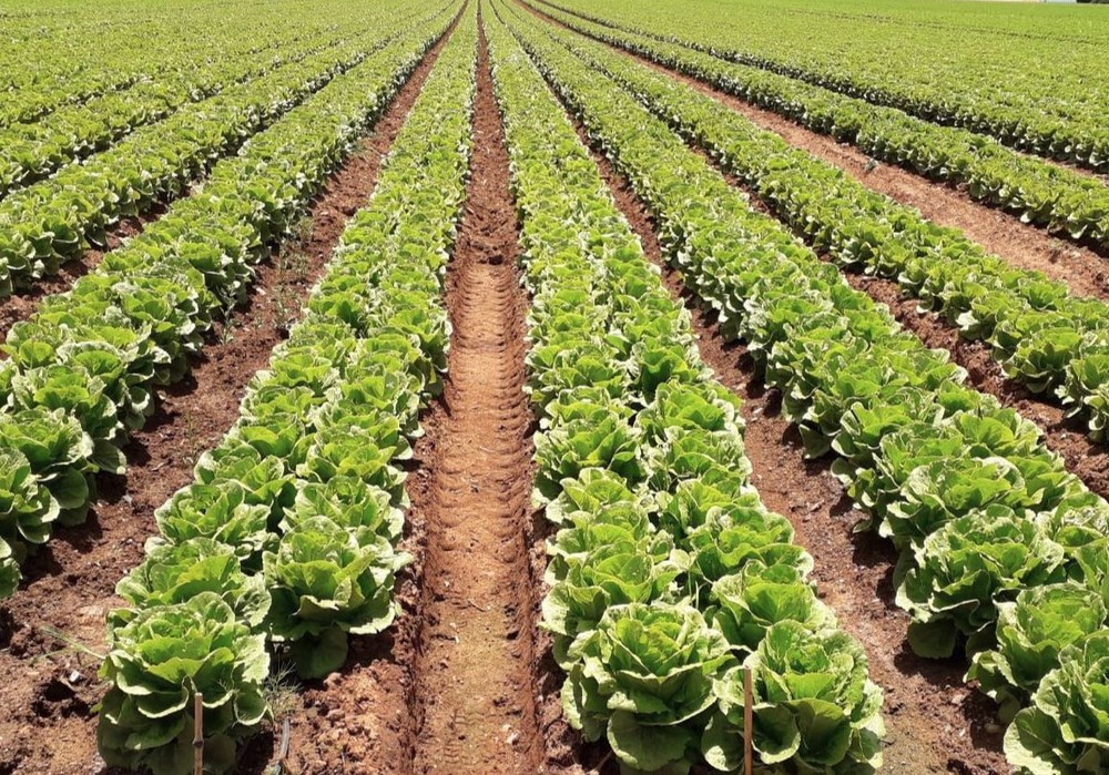 Los productos biorracionales de Kenogard