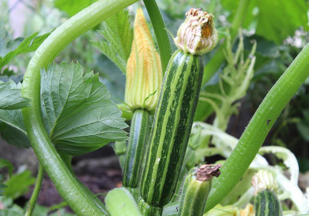 Soluciones nutricionales de Herogra Fertilizantes para el cultivo ecológico