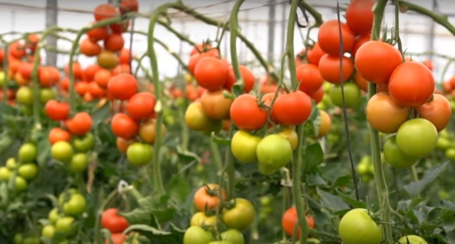 Nuevas soluciones para nuevas formas de entender la agricultura