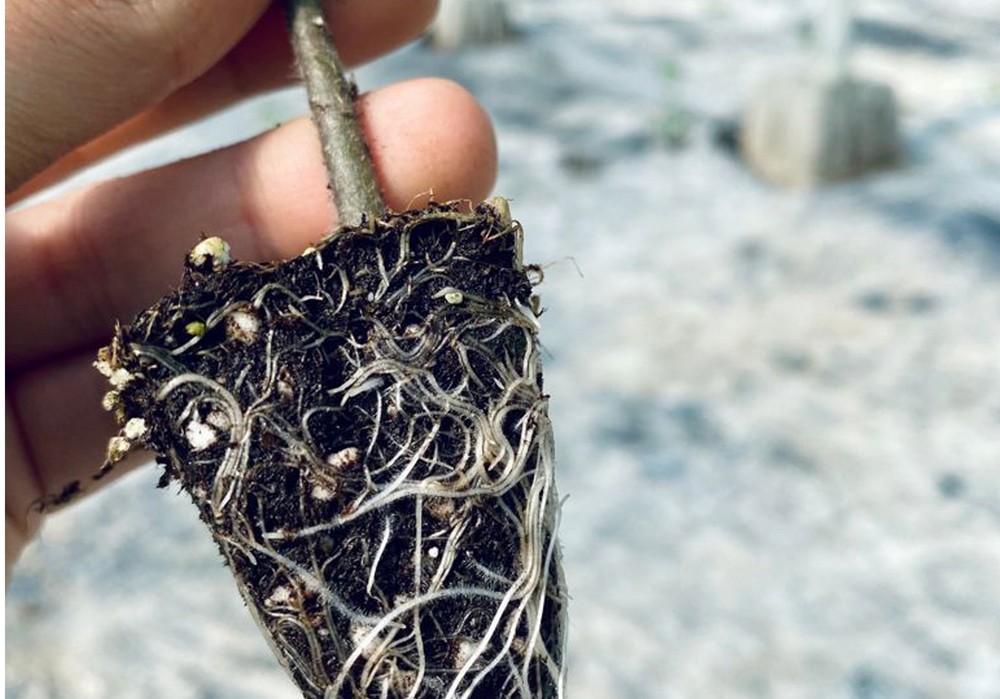 Los portainjertos de Top Seeds se lanzan a la conquista de la Región