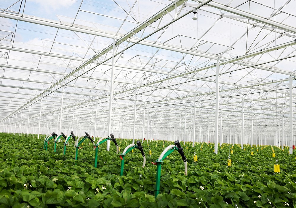 El dispensador automatizado de insectos beneficiosos Entomatic™ ahorra dinero y ayuda a optimizar el control