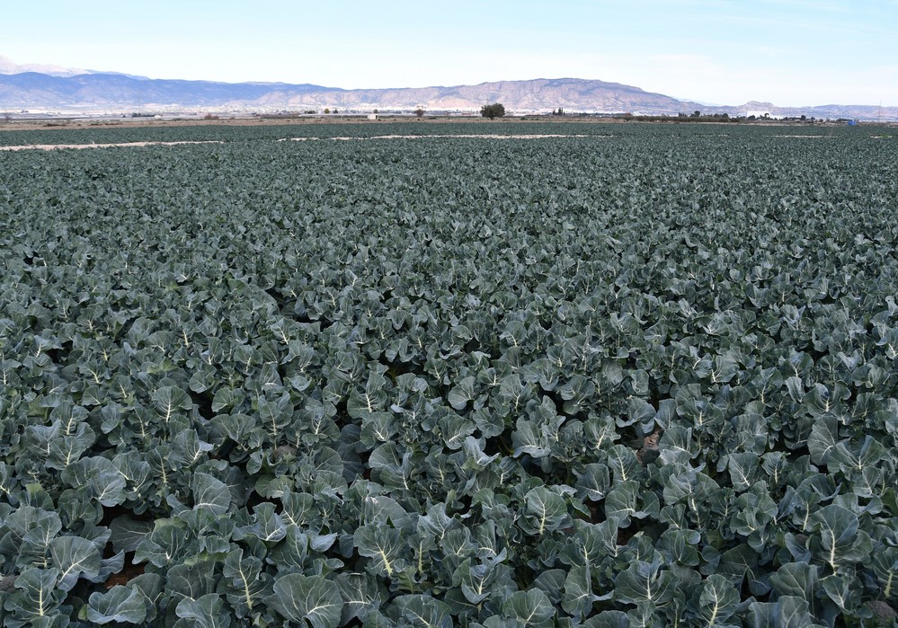 El Ministerio de Agricultura, Pesca y Alimentación pone en marcha un curso de asesoramiento en agricultura ecológica