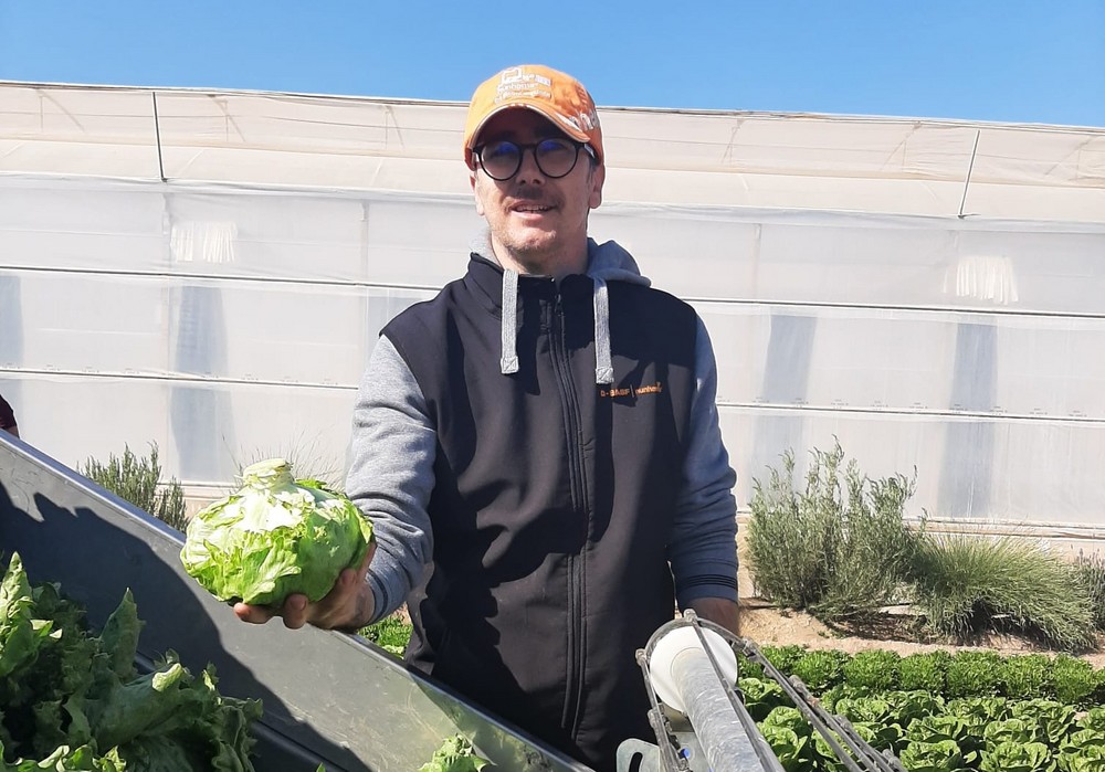 BASF recolecta con éxito lechuga iceberg de forma mecanizada