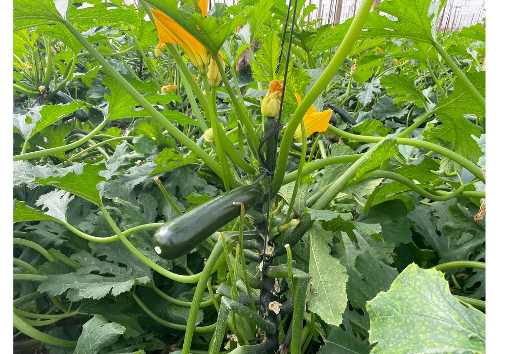 IQV Agro España aporta soluciones ecológicas y  sostenibles para la sanidad vegetal