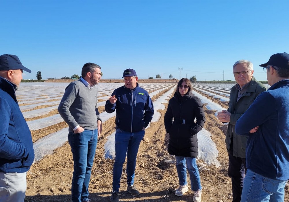  La Región exporta la mitad del total de los melones de toda España, con Alemania, Francia y Holanda como principales destinos