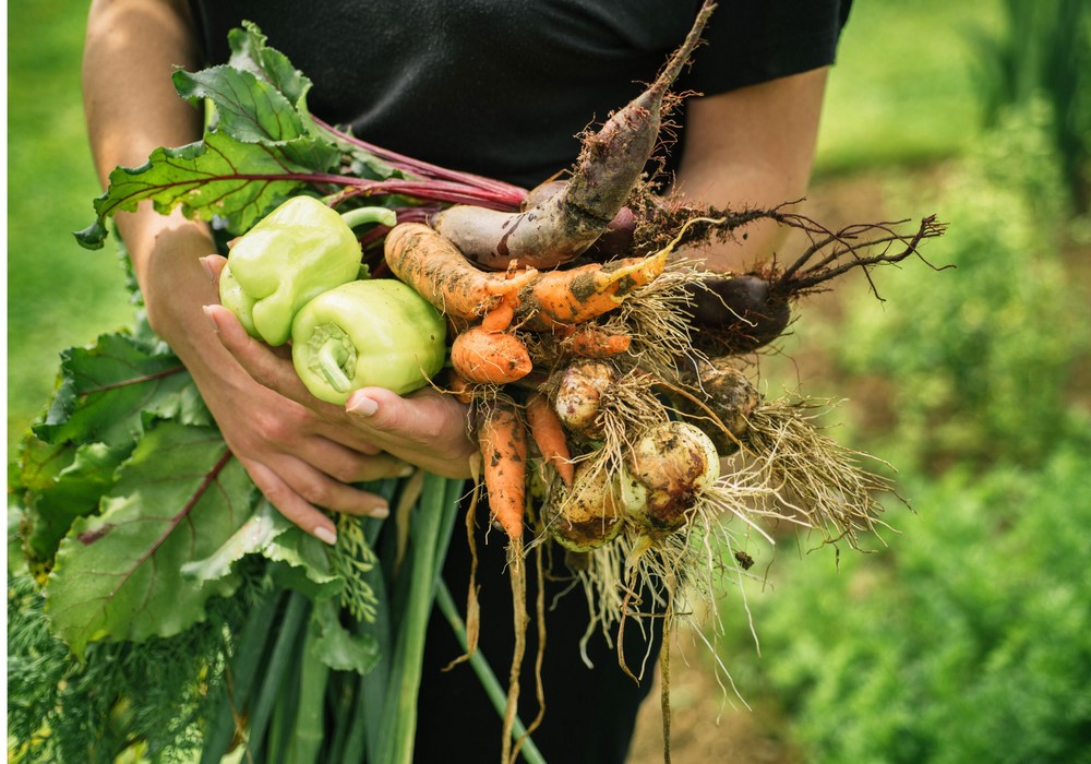 Bayer amplía su iniciativa “The Nutrient Gap”para contribuir al fin de la desnutrición