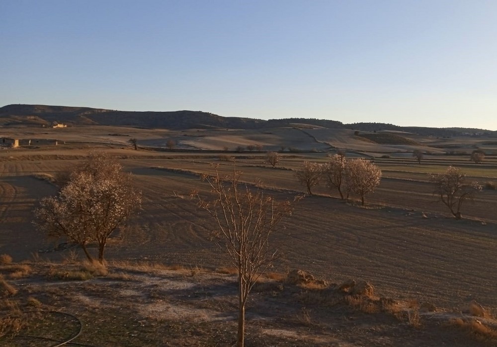 La sequía asfixia los cultivos de secano y complica la gestión de la PAC a miles de agricultores y ganaderos de la Región