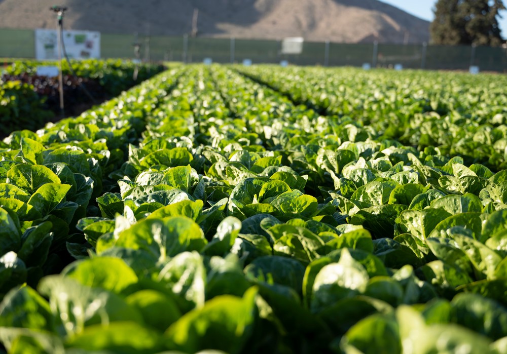 El portfolio de hoja de Vilmorin-Mikado se refuerza con nuevas variedades resistentes y de gran calidad
