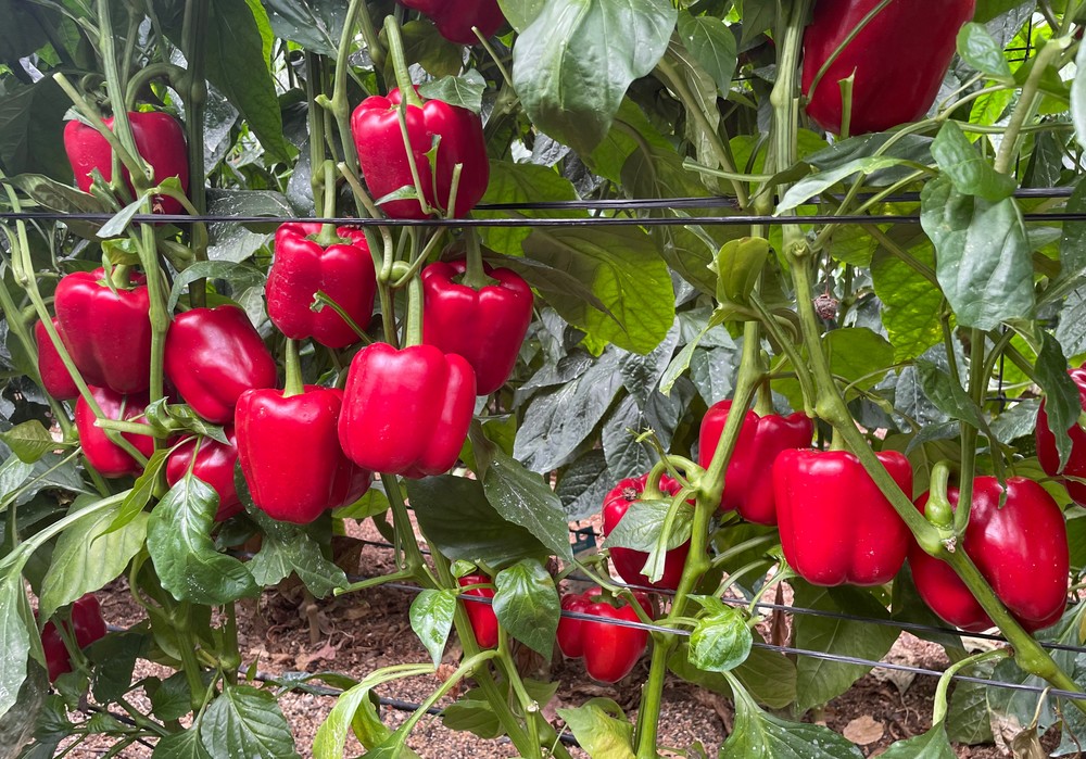 Pronuveg ofrece la solución integral para una fertilización ecológica con su línea PRONAMIN