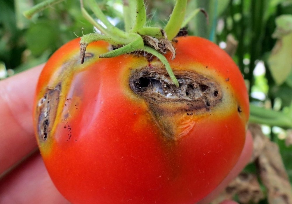Un proyecto promoverá el control biológico de la Tuta absoluta, una de las principales plagas de la tomatera