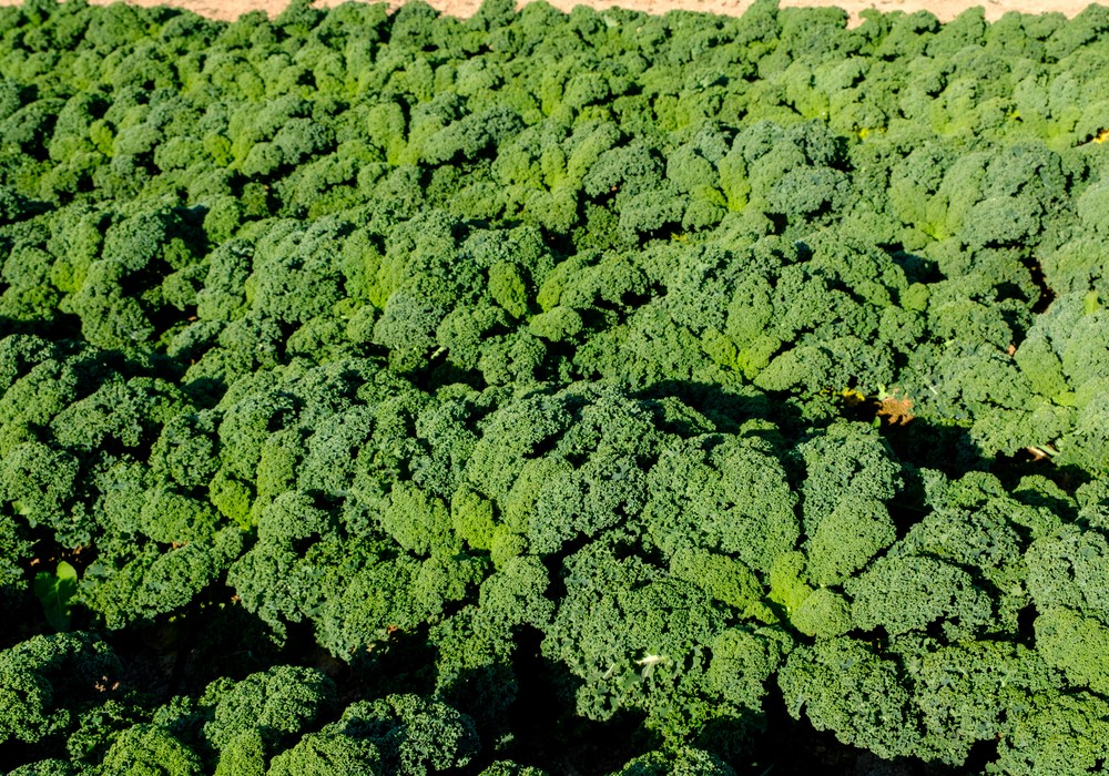 Sakata aterriza en el cultivo del kale con Blue Ridge