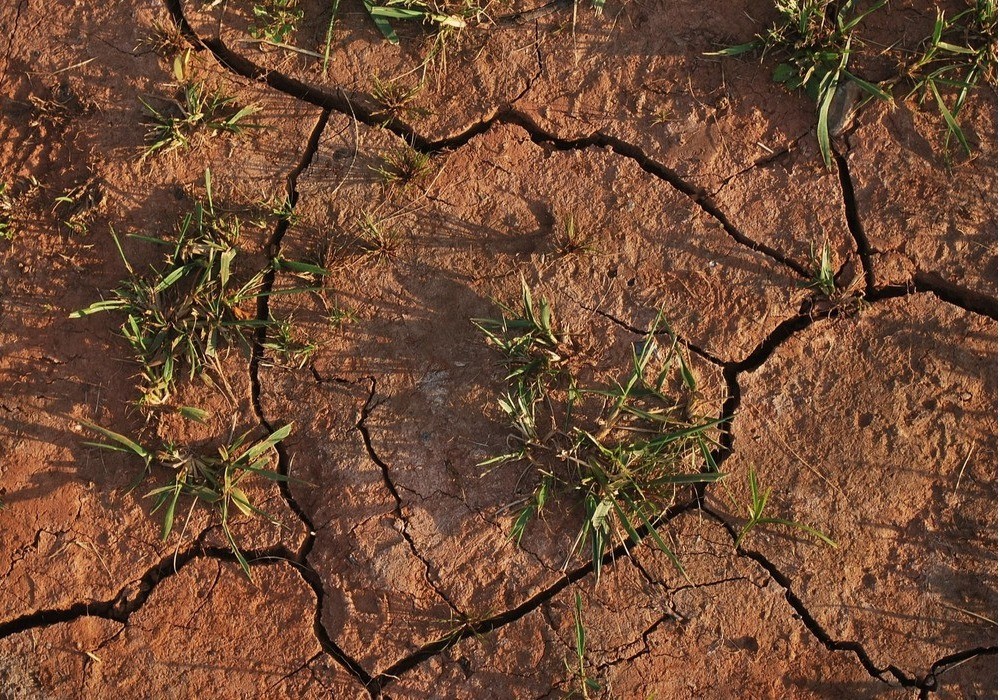 Los préstamos al sector agrario para hacer frente a la sequía podrán solicitarse desde el lunes