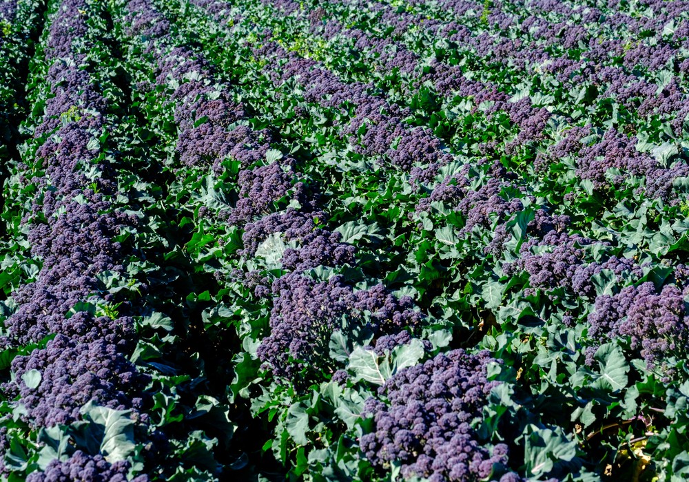 Sakata presenta Tyrian, el primer brócoli ramificado morado del tallo a la cabeza
