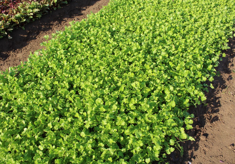 Tozer Ibérica presenta novedades  en brócoli, coliflor y cilantro
