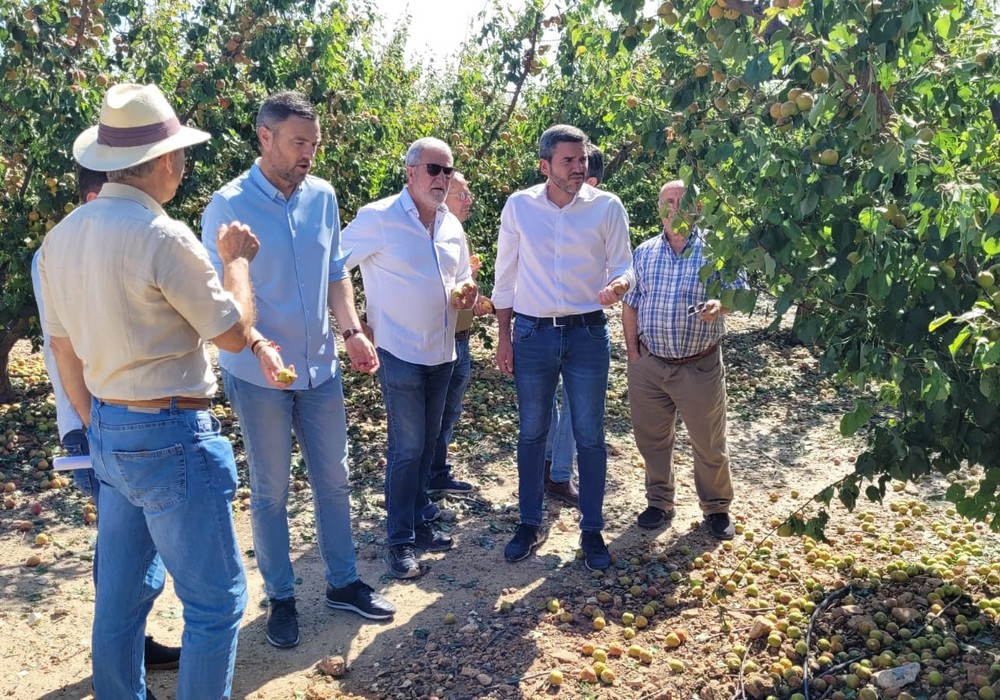  El Gobierno regional pone a disposición de los agricultores afectados por el granizo de ayer tratamientos cicatrizantes del arbolado dañado