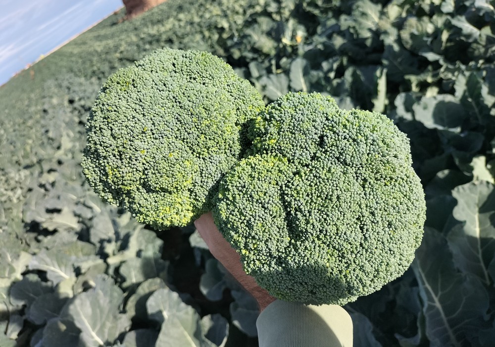 Top Seeds anuncia su próximo lanzamiento en brócoli