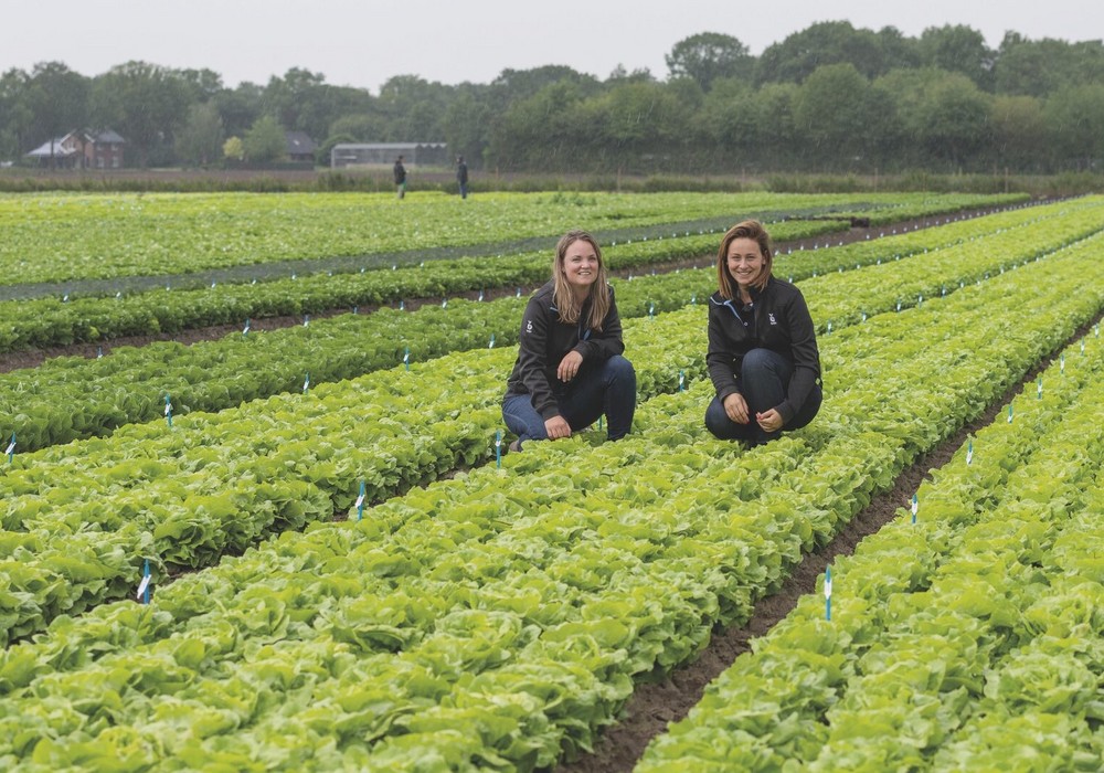 Variedades de lechuga Bejo resistentes a las nuevas razas de Bremia