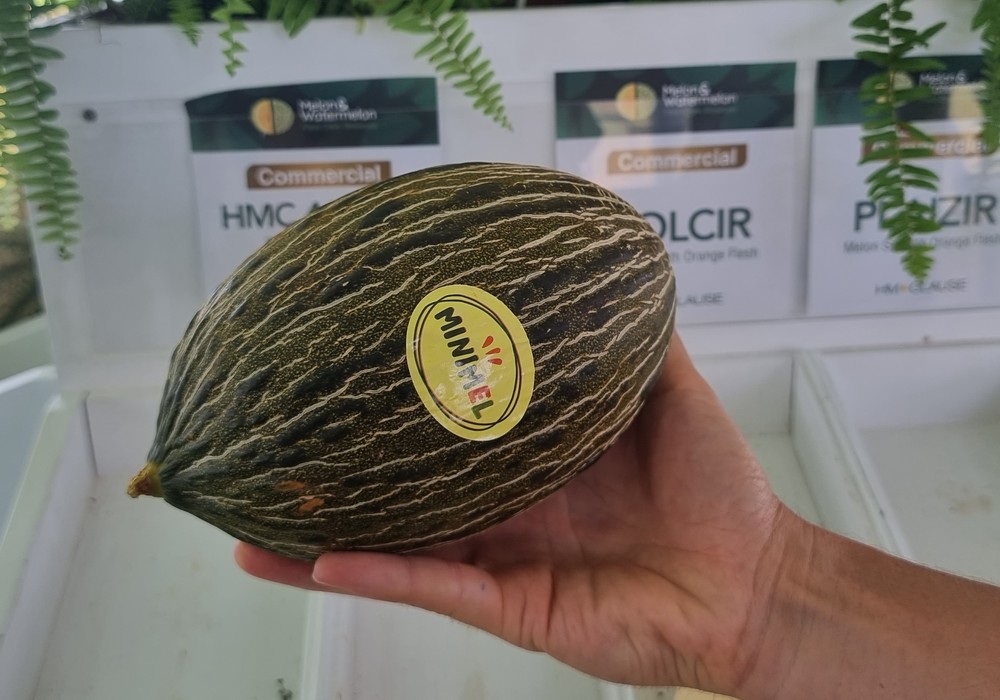 HM.CLAUSE amplía su catálogo de melón en todas las tipologías para procurar producción de calidad todo el año