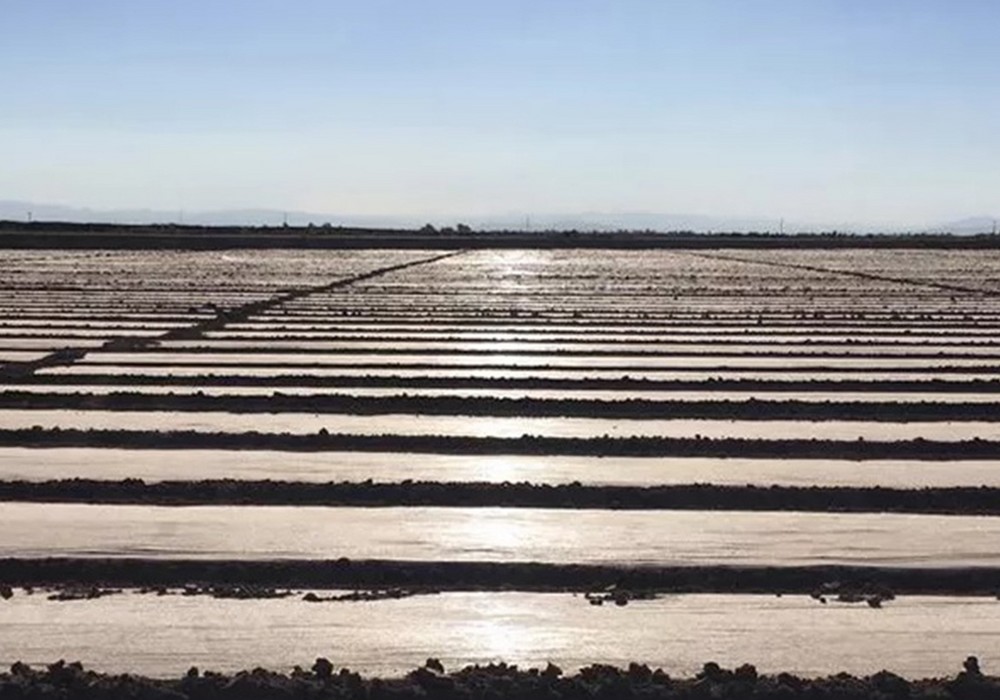 Los plásticos de desinfección de Ginegar maximizan las cosechas y mejoran la rentabilidad del agricultor