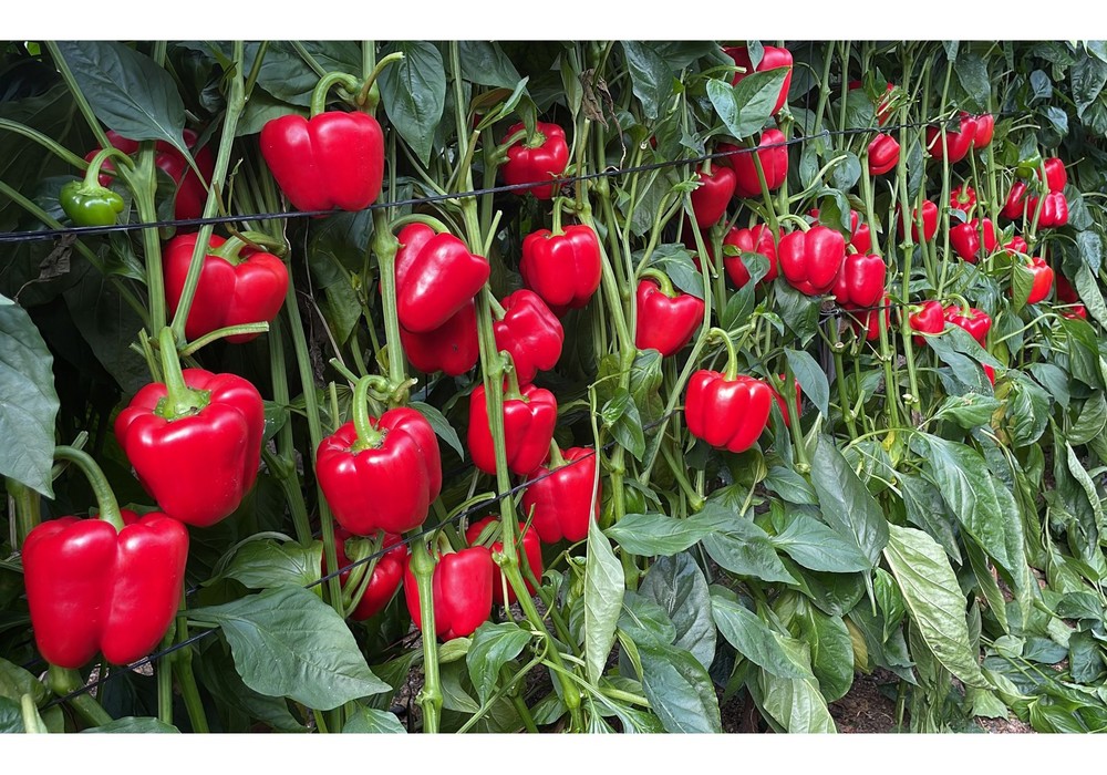 ¿Conoces las claves del cultivo de pimiento?
