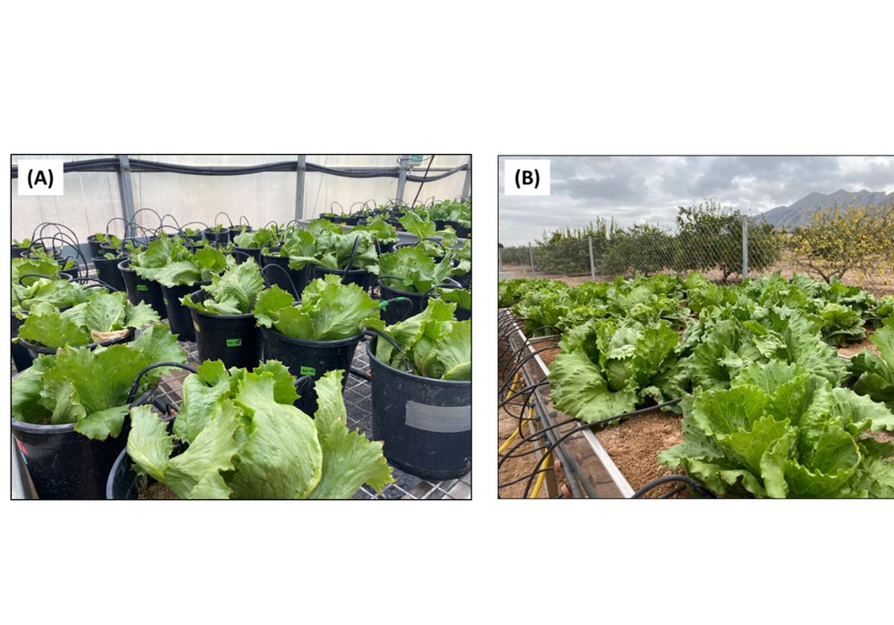 La fertilización de la lechuga: mejora del rendimiento y reducción de lavado de nitratos