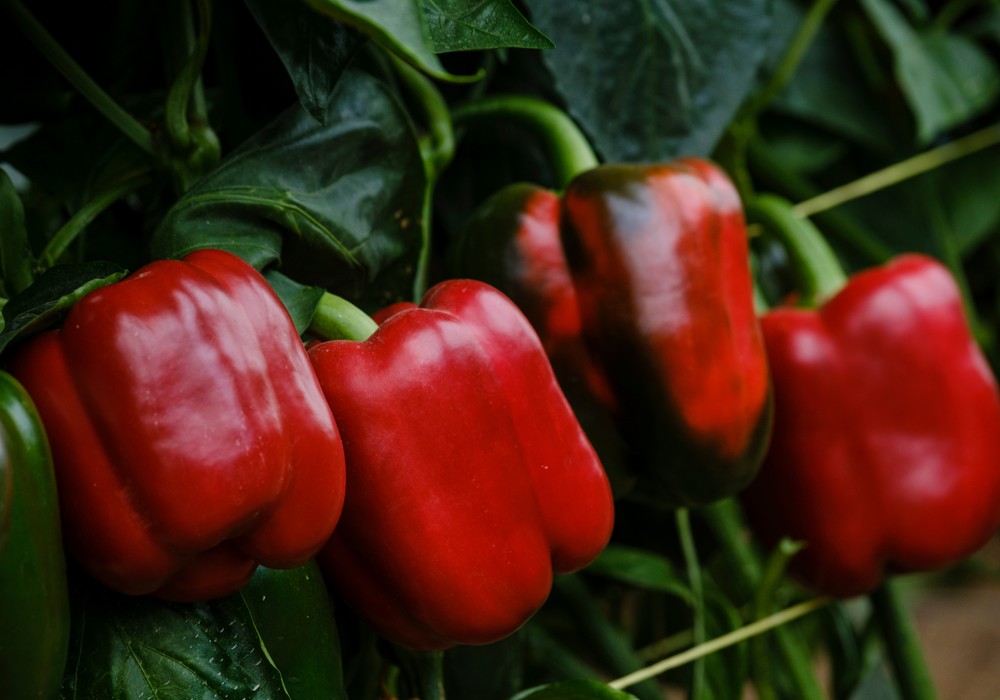 Syngenta propone distintos calibres y resistencias en un catálogo de pimiento que crece con el agricultor