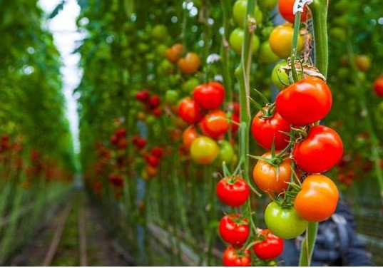 Nueva vía para crear tomates resistentes a plantas parásitas sin afectar a su crecimiento