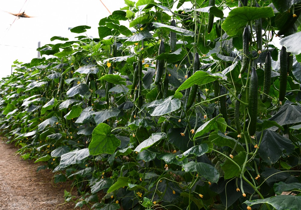 Otoño ‘demoledor’ con los pepinos Siriana y Viggo de Syngenta