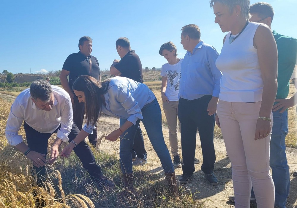  La campaña de la DOP Arroz de Calasparra espera recolectar cerca de tres millones de kilos de excelente calidad
