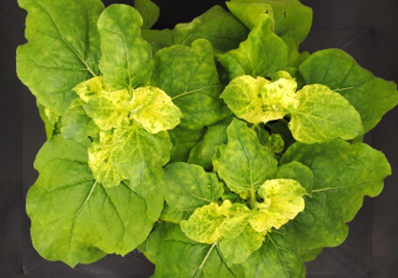 Crean nuevos tratamientos para inactivar genes de plantas de forma selectiva, continuada y no transgénica