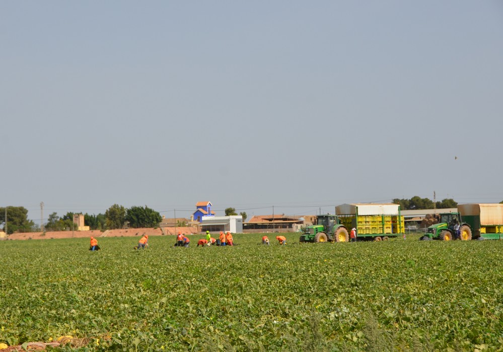 Las primas del seguro agrario para el campo murciano se disparan  y dificultan el acceso a esta herramienta