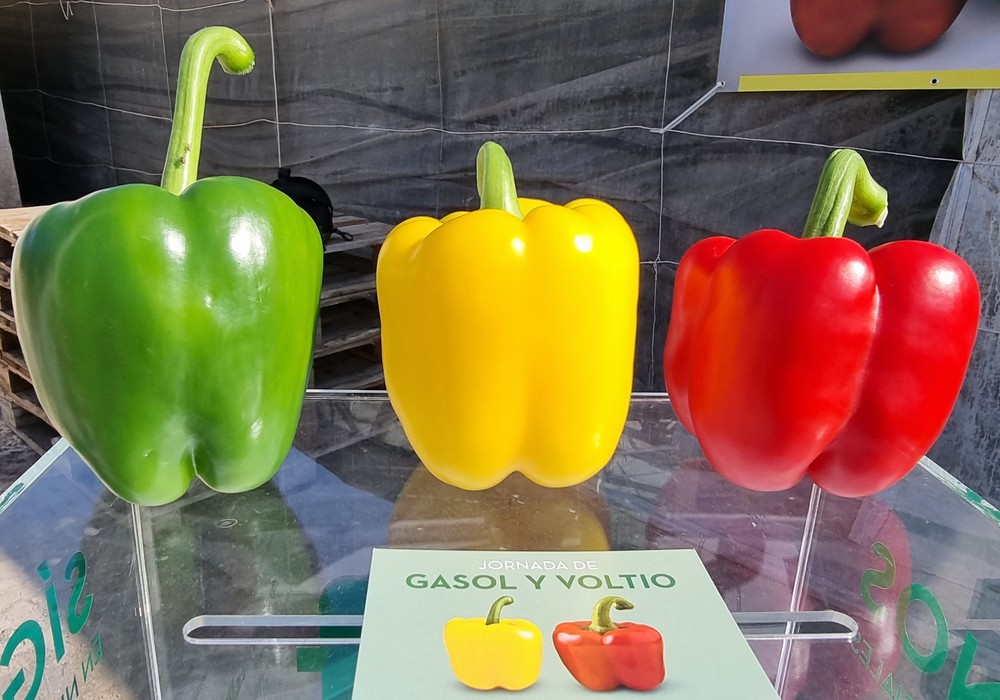 Semillas Fitó presenta VoLtio, el California rojo para cuajar con blanqueo, y Gasol, el amarillo de equilibrio perfecto entre planta y fruto