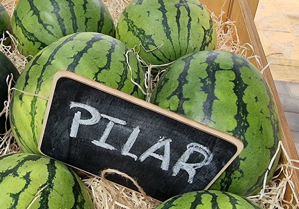 El galia Bristol y las sandías Raquel y Pilar, grandes novedades de Semillas Fitó para la próxima primavera