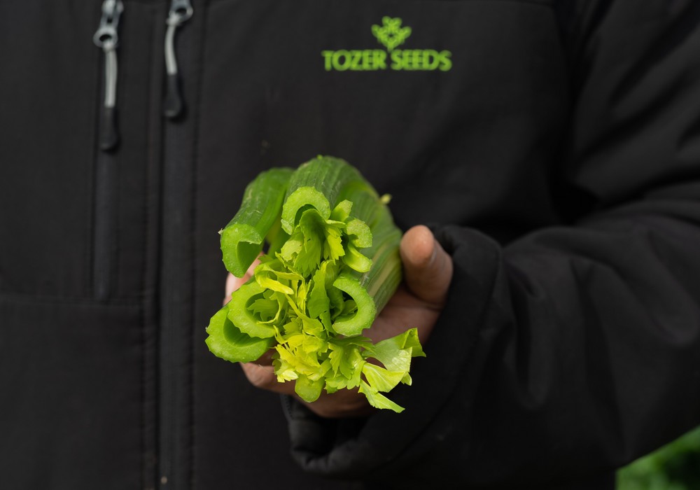 Tozer Ibérica crece un 20% en 2023
