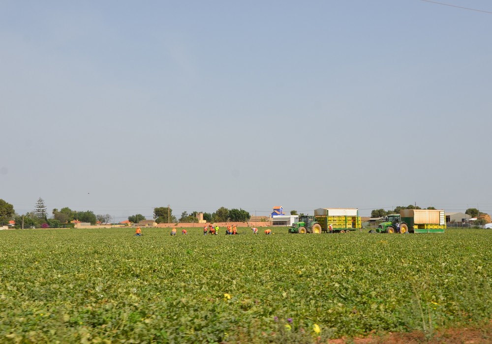 Retos de la agricultura de Murcia para el 2024
