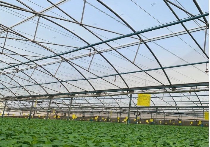 Las cubiertas especiales de Ginegar y unas buenas prácticas, la combinación perfecta para una producción de melón y sandía ideal