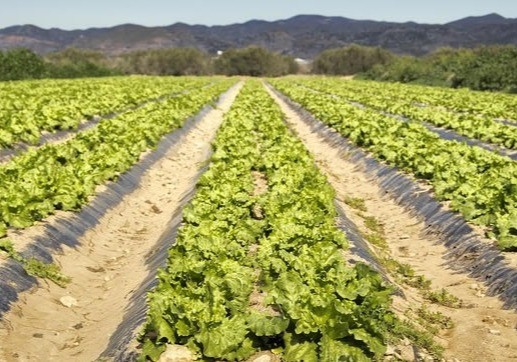 La Comunidad asesora a 2.100 agricultores para que avancen en la mejora y tecnificación de sus explotaciones