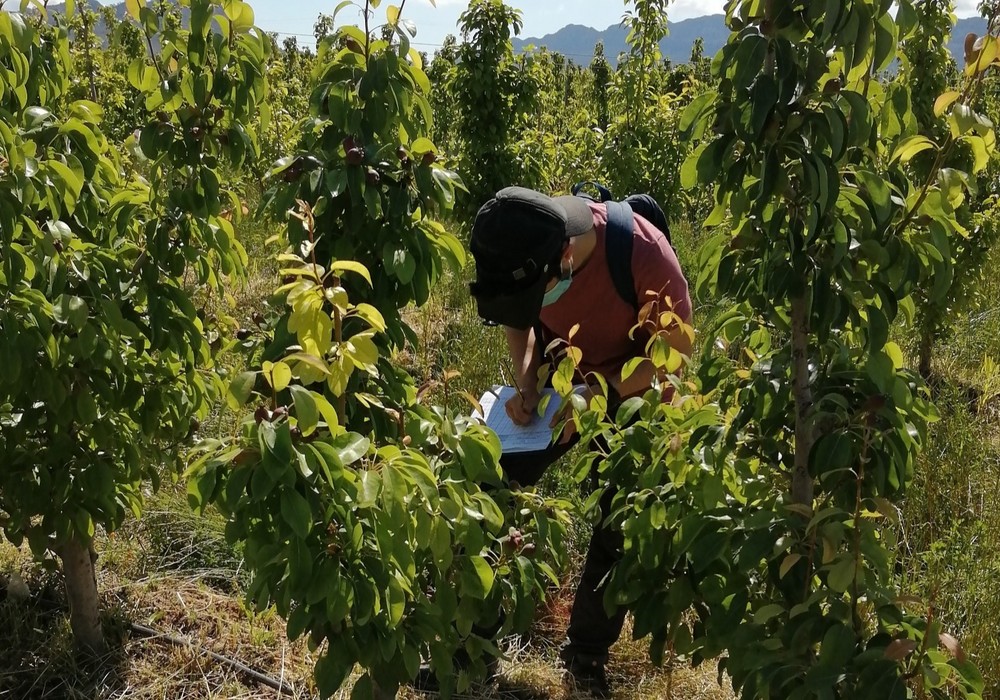 El Gobierno regional impulsa la mejora de la rentabilidad y sostenibilidad del cultivo de la pera de Jumilla a través del control biológico de plagas