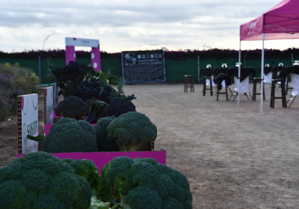 Los Winter Days de Sakata reúnen en campo a las grandes novedades del catálogo de brassicas